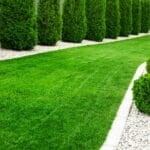 A neatly trimmed, vibrant green lawn with a row of evergreen trees and a gravel border creating a polished garden landscape.